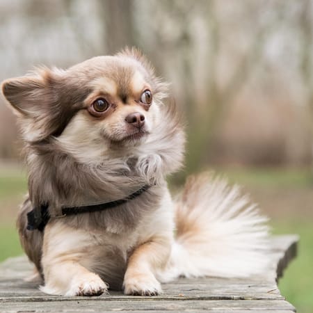 Image of: When Is a Chihuahua Considered a Senior Dog?