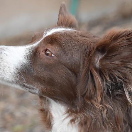 Image of: 8 Signs Your Senior Dog Is Aging Gracefully (And 3 That Aren’t So Graceful)