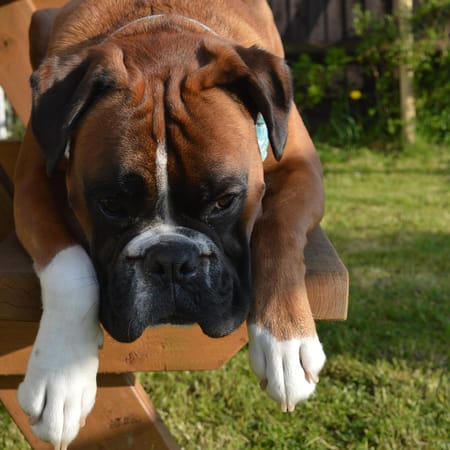 Image of: When Is a Boxer Considered a Senior Dog?