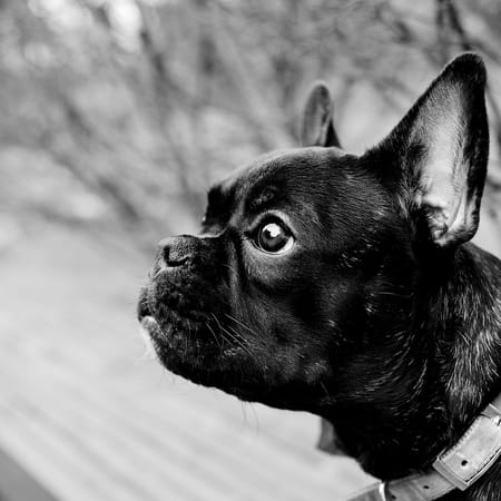 Image of: Saying Goodbye with Grace: Helping Senior Dogs Cross the Rainbow Bridge