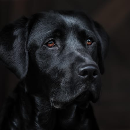 Image of: 5 Senior Dog Superfoods That Can Add Years to Their Life