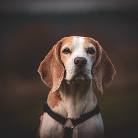 Image of: When Is a Beagle Considered a Senior Dog?