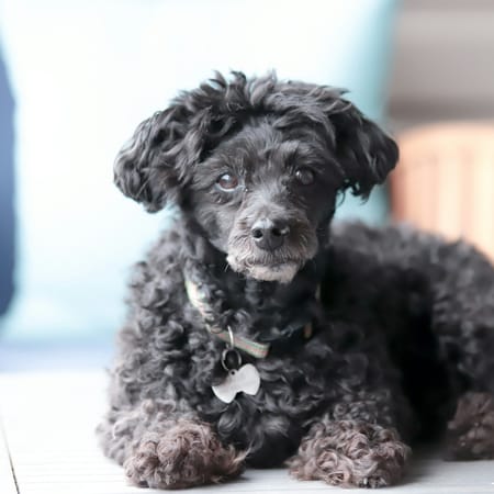 Image of: 5 Beautiful Truths You Only Learn From Growing Old With a Dog