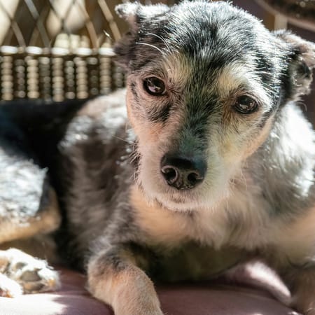 Image of: 11 Genius Ways to Make Life Easier for Your Aging Dog