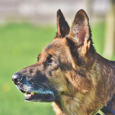 Image of: Why Adopting a Senior Dog Might Be the Best Decision You Ever Make