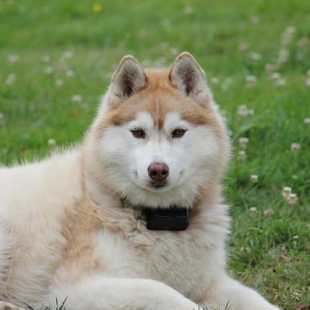 Image of: When Is a Siberian Husky Considered a Senior Dog?