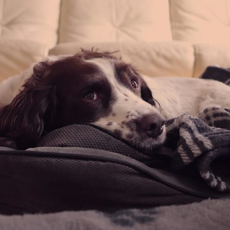 Image of: 10 Touches of Comfort Every Senior Dog Deserves