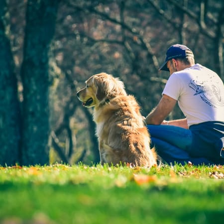 Image of: 5 Ways to Help Your Senior Dog Feel Less Anxious