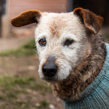 Image of: Can BPC-157 Peptides Help Your Senior Dog's Joint Pain?