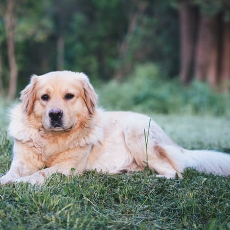 Image of: 10 Things You Should Never Say Around a Senior Dog