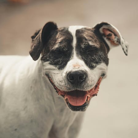 Image of: 13 Ways to Love a Senior Dog Even More Than You Already Do