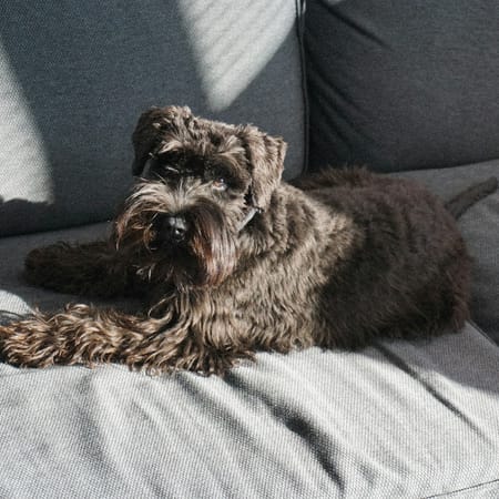 Image of: 10 Ways to Create a Bucket List for Your Aging Pup