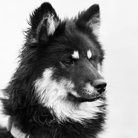 Image of: 6 End-of-Life Decisions Every Dog Owner Should Prepare For