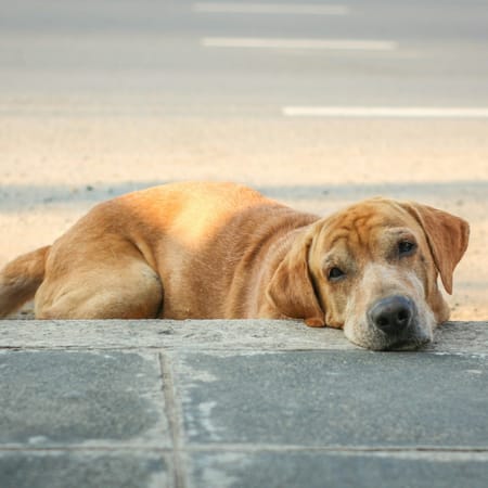 Image of: 8 Tips for Photographing Your Senior Dog Beautifully