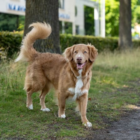 Image of: 9 Senior Dog Behaviors That Actually Mean They’re Happy