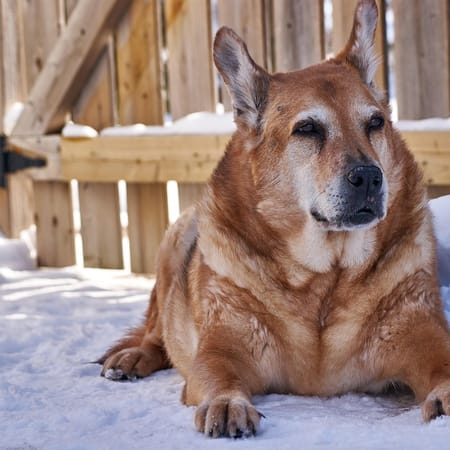 Image of: Autophagy Activation in Aging Dogs: Spermidine, Fasting & Novel Supplements