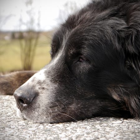 Image of: Nerve Regeneration Breakthroughs: NGF, BDNF & Neurotrophic Support for Senior Dogs