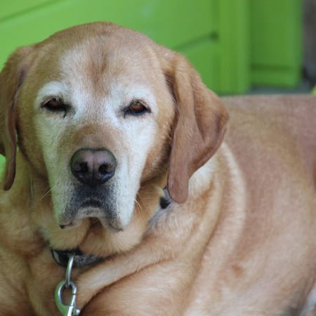 Image of: Carnosine for Canine Cognitive Decline: Does It Really Protect the Brain from Aging?
