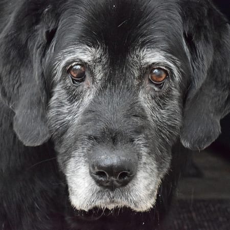 Image of: “My Senior Dog Keeps Getting Stuck in Corners”: what it could mean and what to do