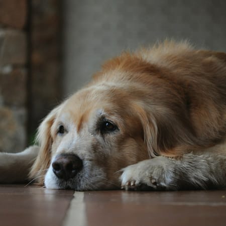 Image of: “My Senior Dog Stares at the Wall”: what it could mean and what to do