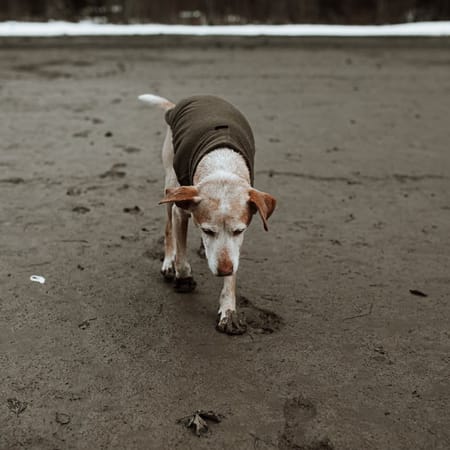 Image of: How Apigenin & Other Flavonoids May Support Joint & Brain Longevity in Senior Dogs