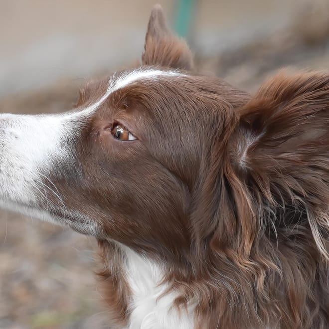 Image of: 8 Signs Your Senior Dog Is Aging Gracefully (And 3 That Aren’t So Graceful)