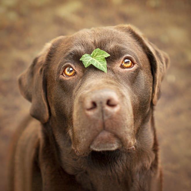 Image of: 8 Memory-Making Ideas Before Your Senior Dog Says Goodbye