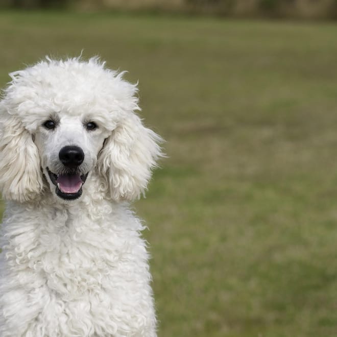 Image of: When Is a Poodle Considered a Senior Dog?