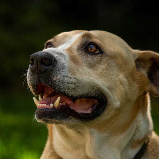 Image of: 9 Subtle Ways Senior Dogs Say “I Love You”