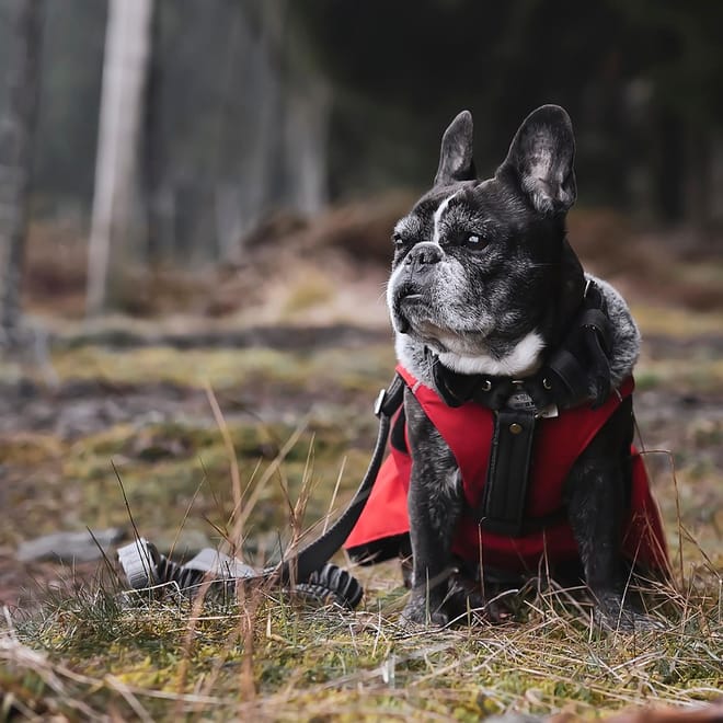 Image of: When Is a French Bulldog Considered a Senior Dog?