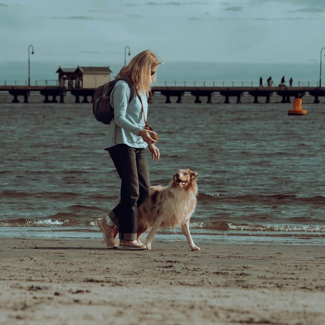 Image of: 8 Ways to Help a Senior Dog Stay Social and Engaged