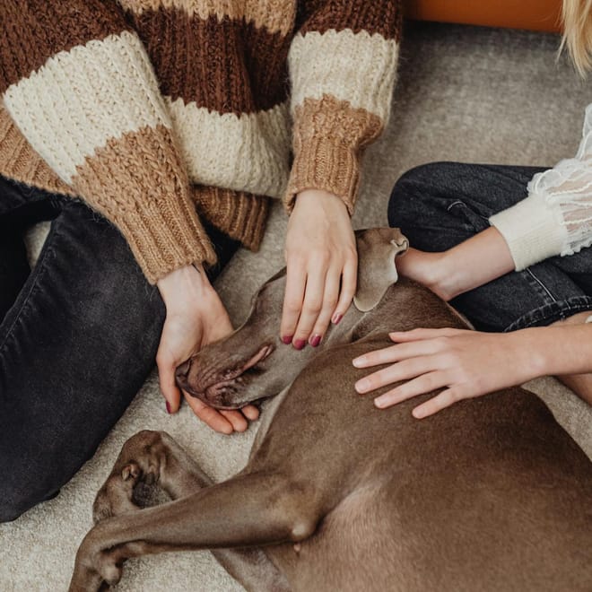 Image of: 6 Gentle Massage Techniques That Soothe Senior Dogs