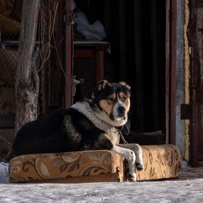 Image of: 6 Daily Routines That Keep Senior Dogs Thriving