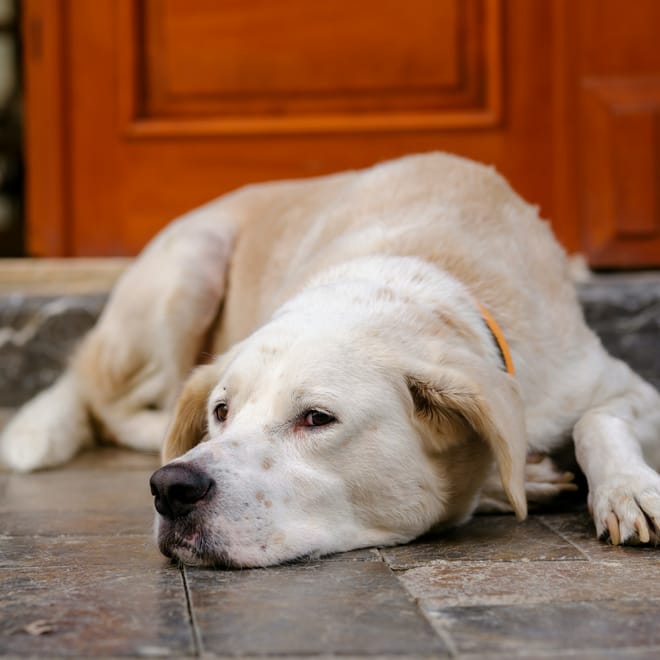 Image of: 7 Small Joys That Mean Everything to an Old Dog