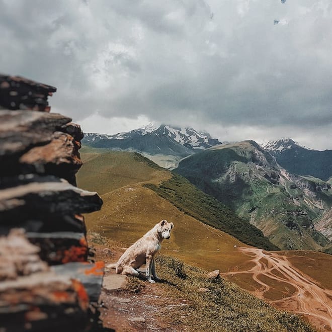 Image of: 7 Fun Ways to Document Your Senior Dog’s Final Chapter