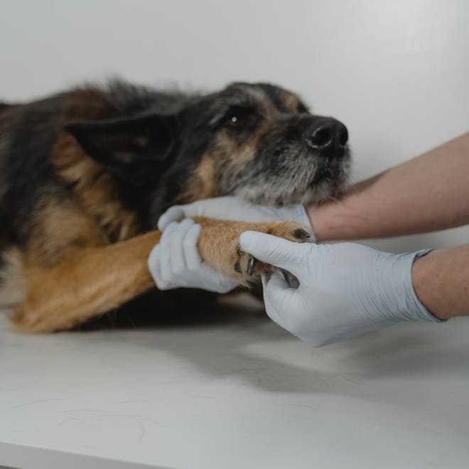 Image of: 10 Tiny Signs of Pain in Senior Dogs You Shouldn’t Ignore