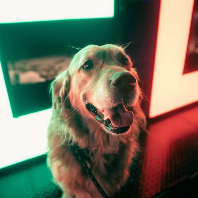 Image of: Chronic Inflammation and How to Reverse It in Aging Dogs