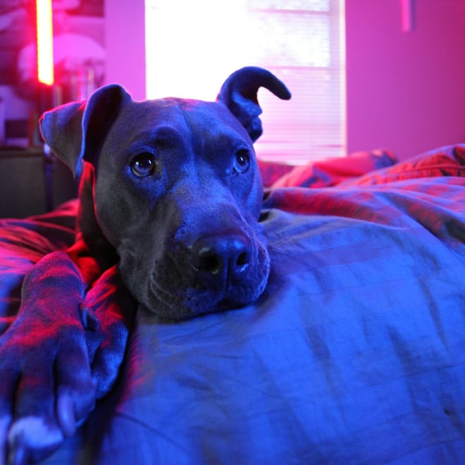 Image of: How Red Light Therapy Helps Canine Joint Pain, Muscle Loss & Cognitive Decline
