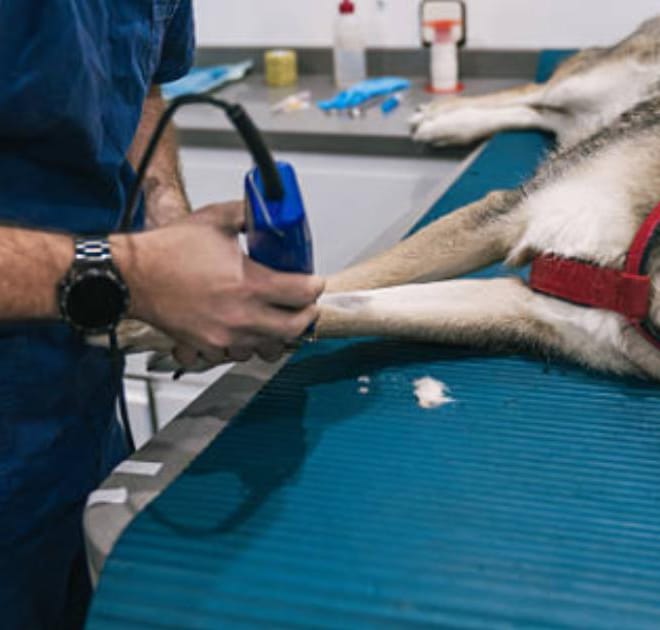 Image of: Cryotherapy for Dogs? How Cold Exposure Is Being Used for Inflammation, Pain & Longevity