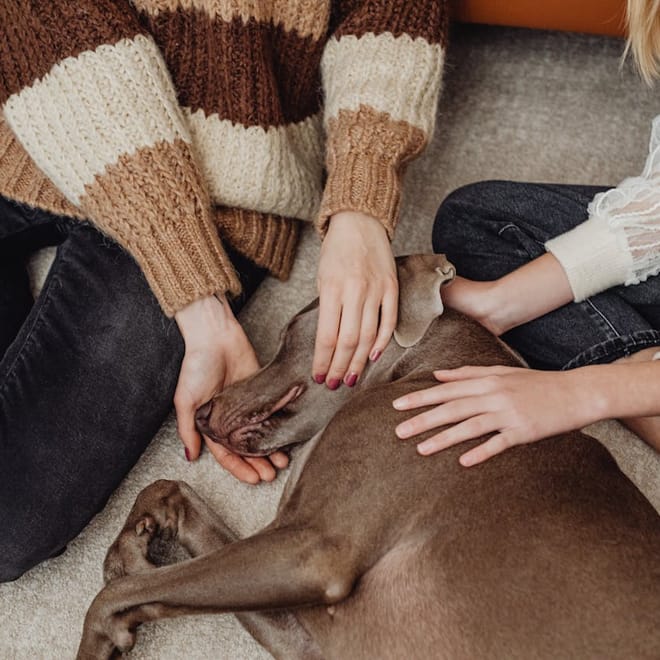 Image of: 10 Moments That Remind You Your Dog Is Getting Older