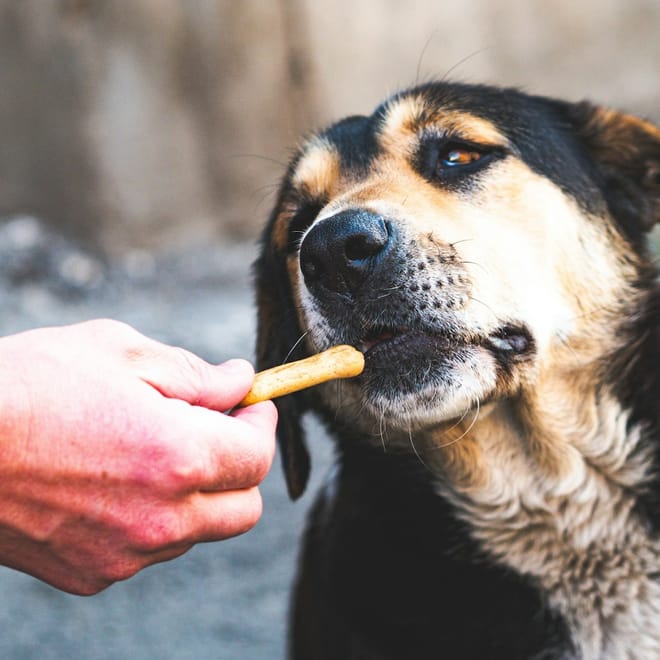 Image of: 7 Supplements That Vets Often Recommend for Older Dogs