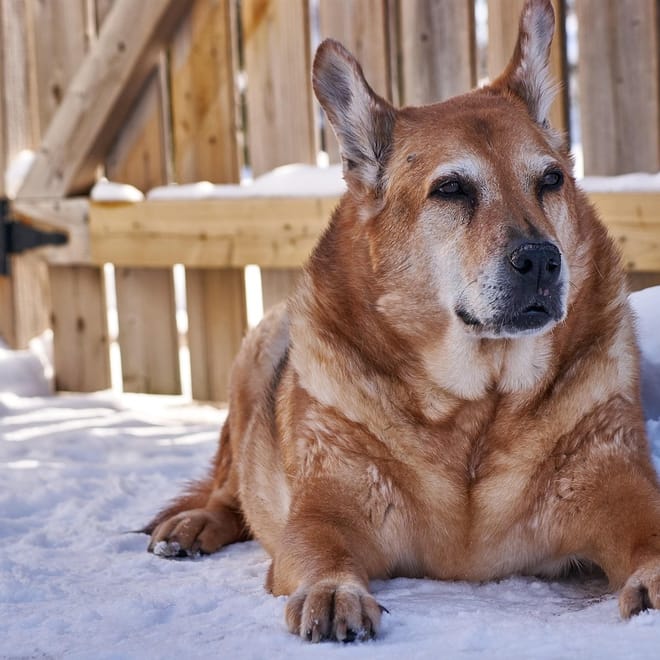 Image of: Autophagy Activation in Aging Dogs: Spermidine, Fasting & Novel Supplements