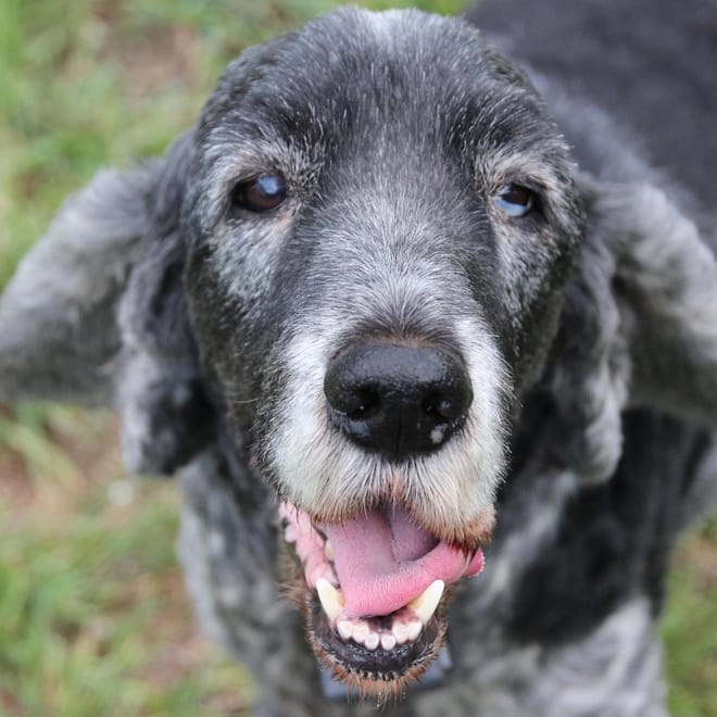 Image of: Gut-Brain Axis in Senior Dogs: Postbiotics, Precision Probiotics & Longevity