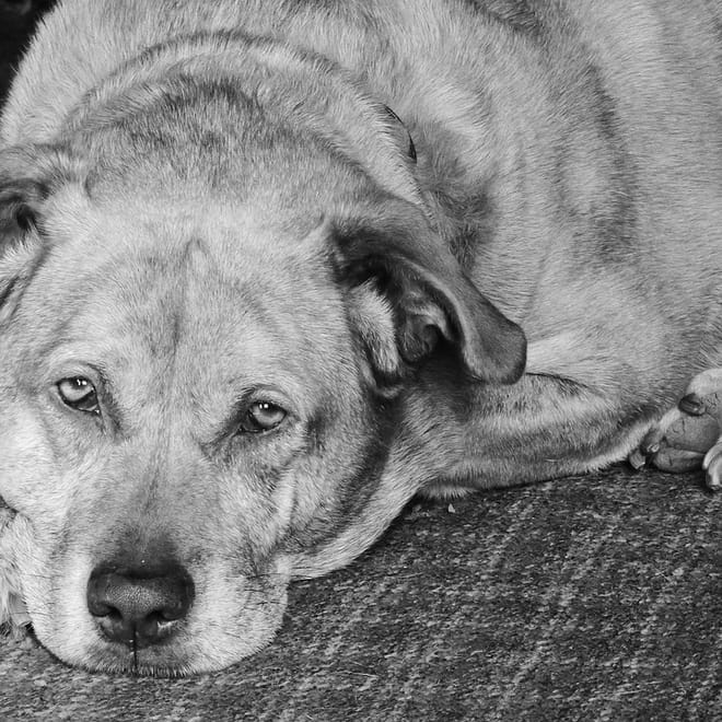 Image of: Night Pacing + Restlessness: sleep protocol for older dogs