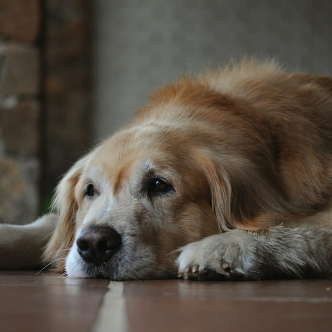 Image of: “My Senior Dog Stares at the Wall”: what it could mean and what to do