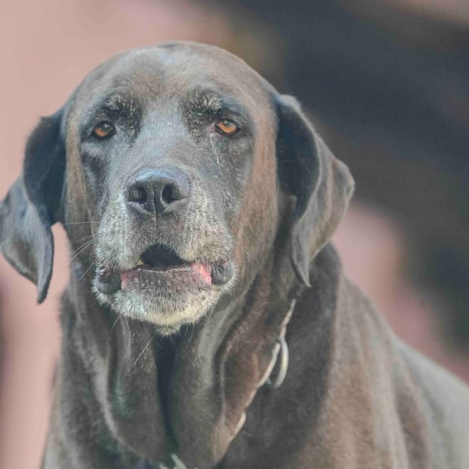 Image of: Taurine for Brain and Heart Longevity in Older Dogs: What Dosage Is Right?